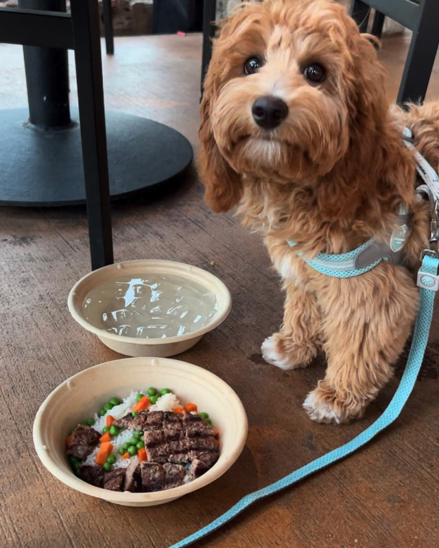small brown dog in front of water and food bowl